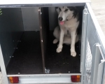 4'x3' dog trailer 2 compartment